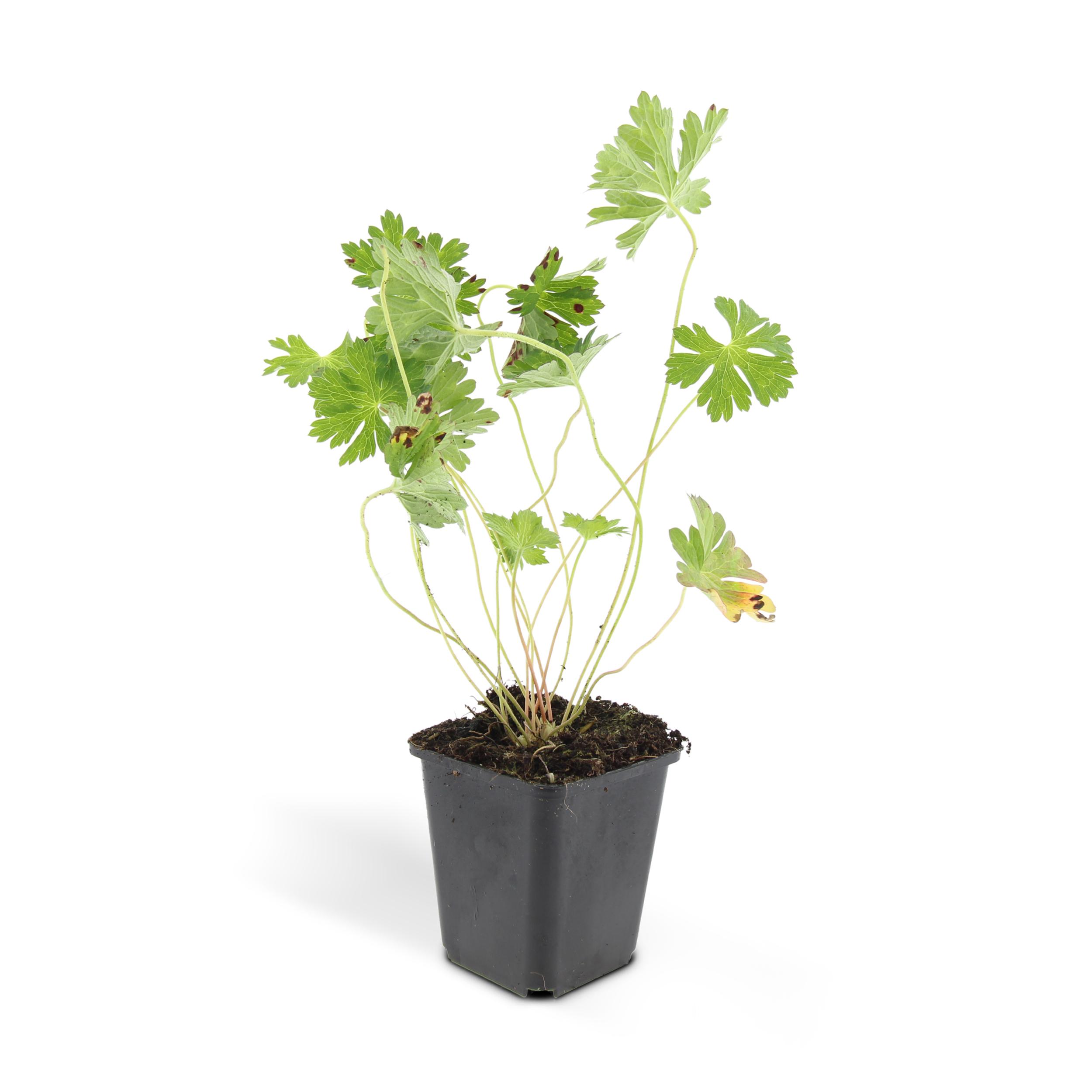 Garden basics 24x Geranium Rozanne - ↕10-25cm - Ø9cm (50320)