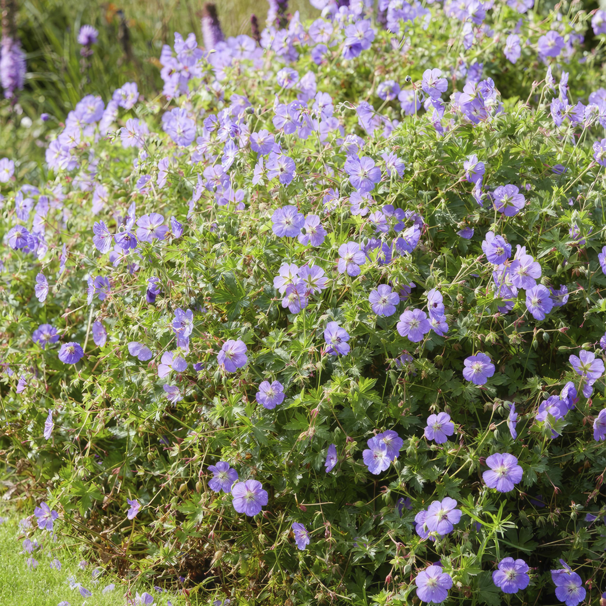 Garden basics 24x Geranium Rozanne - ↕10-25cm - Ø9cm (50320)