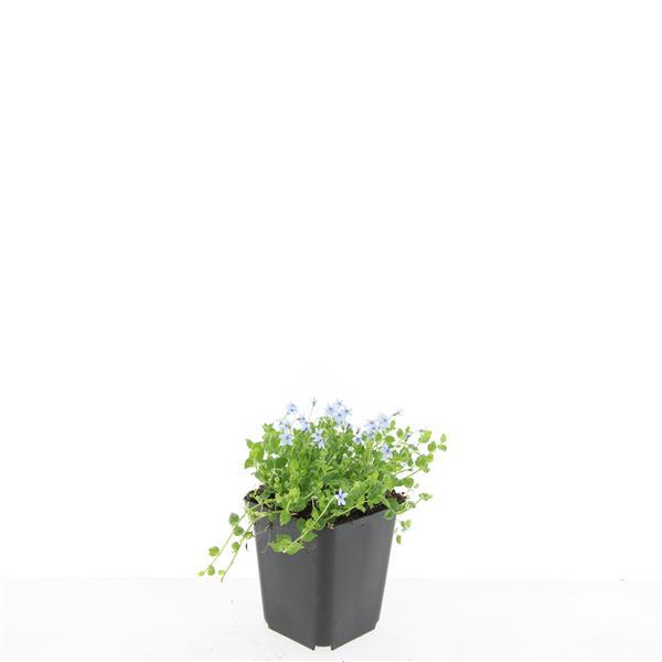 Garden basics 48x Isotoma fluviatilis 'Alba'- ↕10-25cm - Ø9cm (50456)