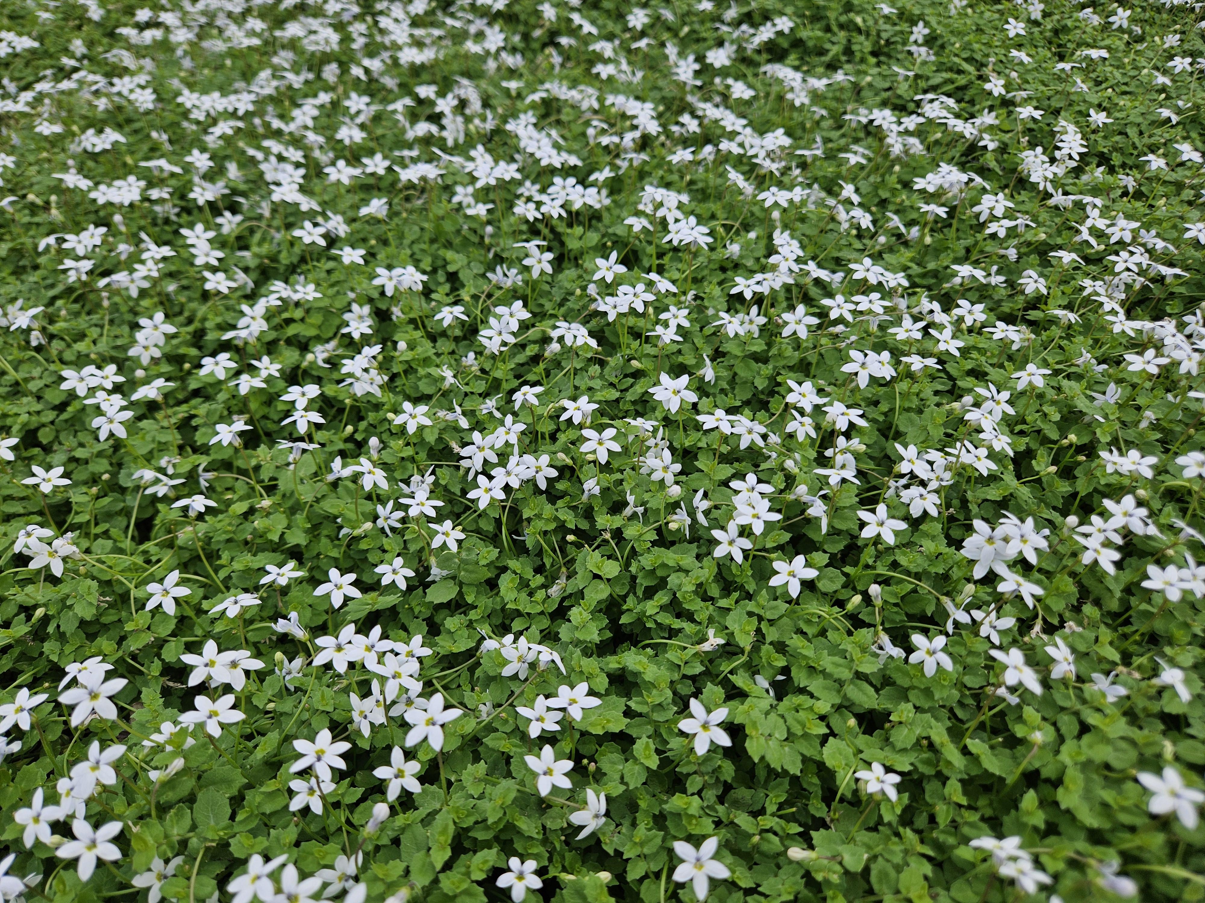 Garden basics 48x Isotoma fluviatilis 'Alba'- ↕10-25cm - Ø9cm (50456)
