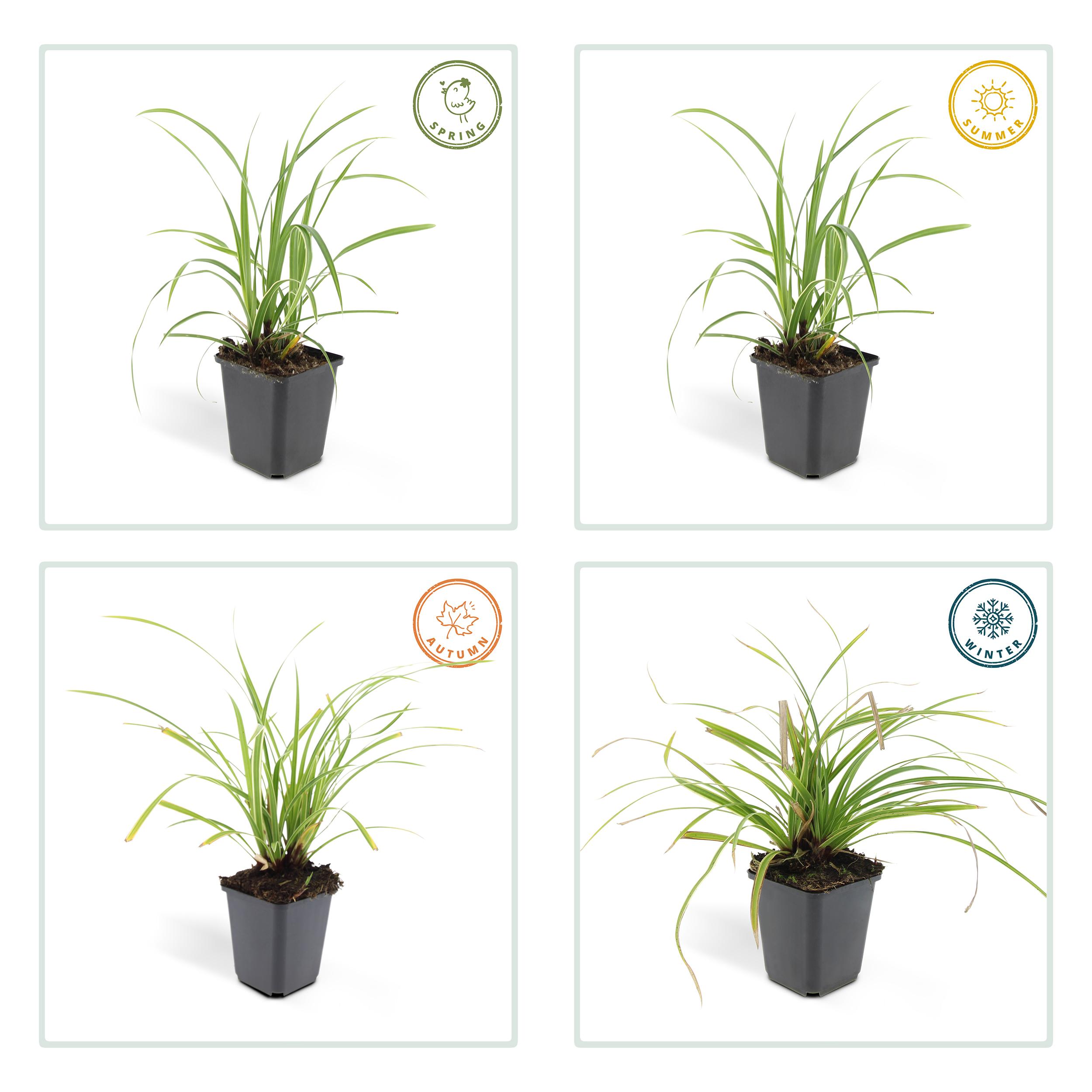 Garden basics 48x Carex morrowii 'Ice Dance' - ↕10-25cm - Ø9cm (50383)