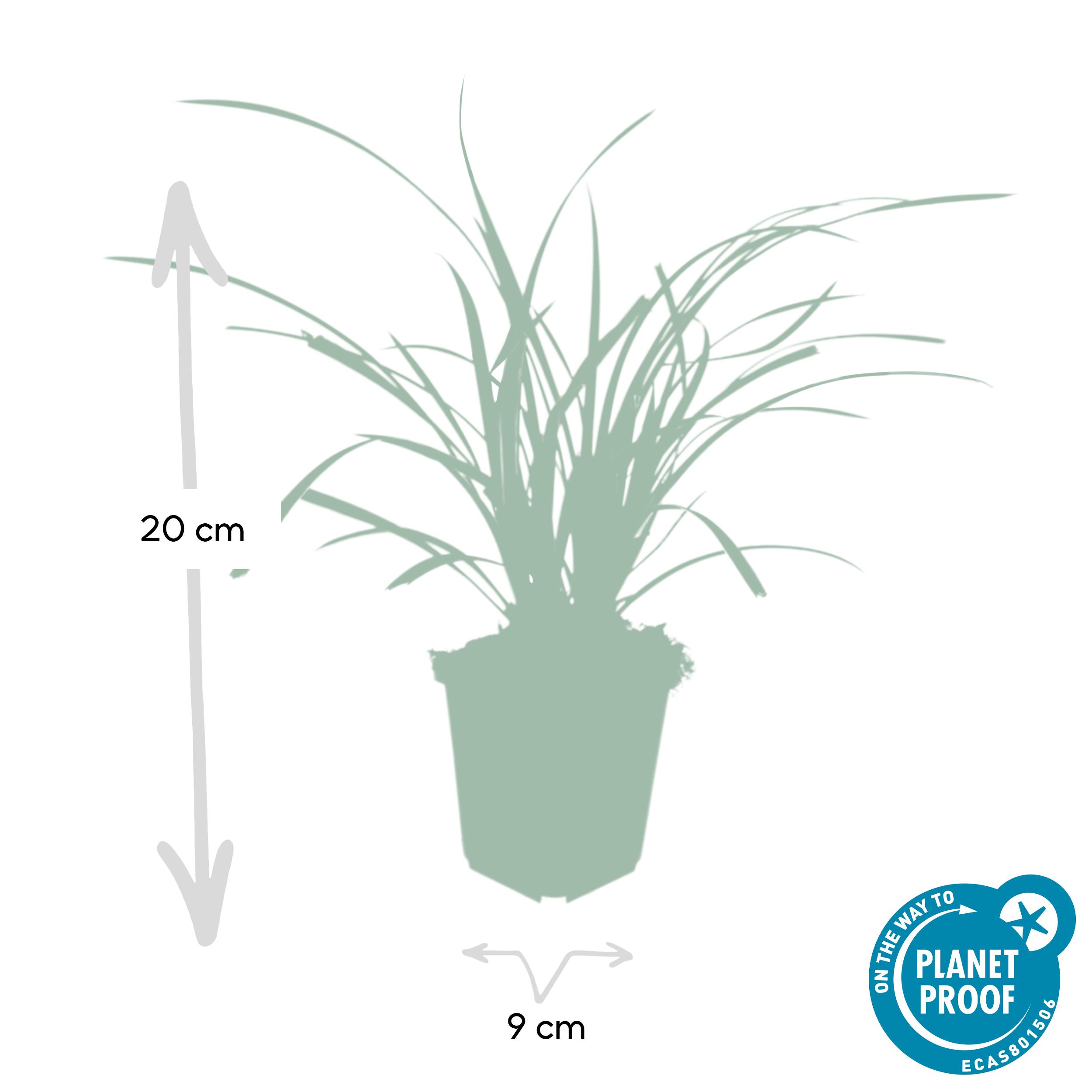 Garden basics 48x Carex morrowii 'Ice Dance' - ↕10-25cm - Ø9cm (50383)