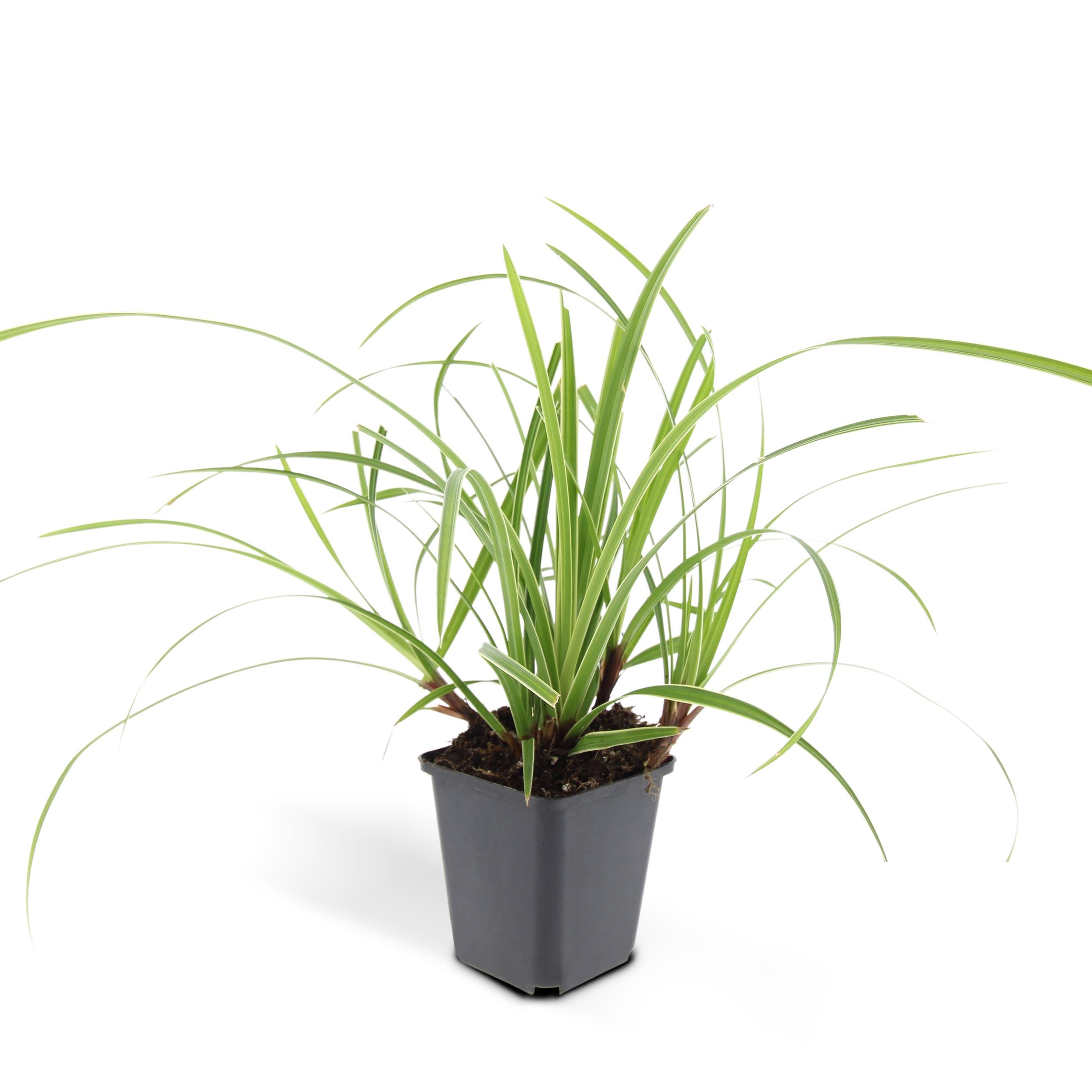 Garden basics 48x Carex morrowii 'Ice Dance' - ↕10-25cm - Ø9cm (50383)