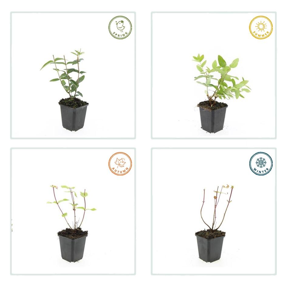 Garden basics 24x Hypericum inodorum - ↕10-25cm - Ø9cm (50448)