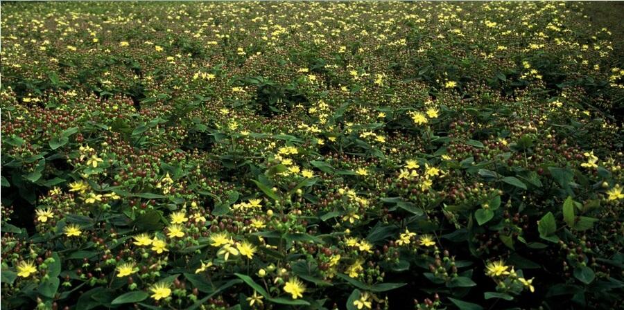 Garden basics 24x Hypericum inodorum - ↕10-25cm - Ø9cm (50448)