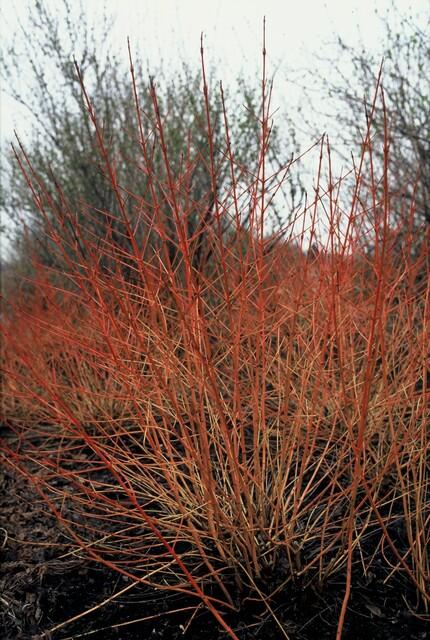 Garden basics 6x Cornus sang. 'Midwinter Fire' - ↕10-25cm - Ø9cm (47672)