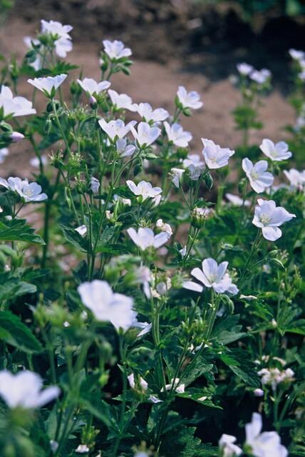 Garden basics 60x Geranium sang. 'Album' - ↕10-25cm - Ø9cm (47815)