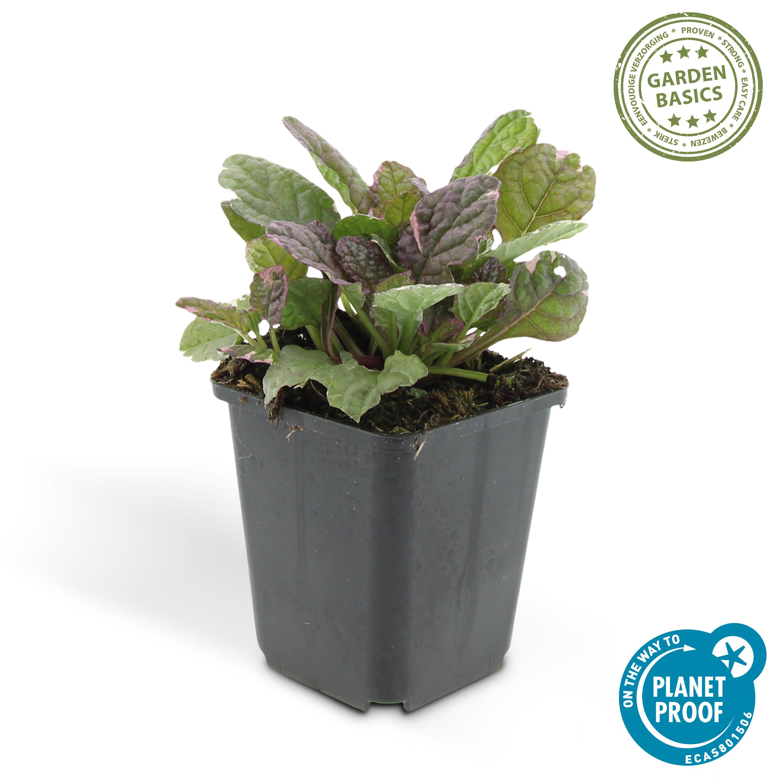 Garden basics 48x Ajuga reptans 'Burgundy Glow' - ↕10-25cm - Ø9cm (50361)