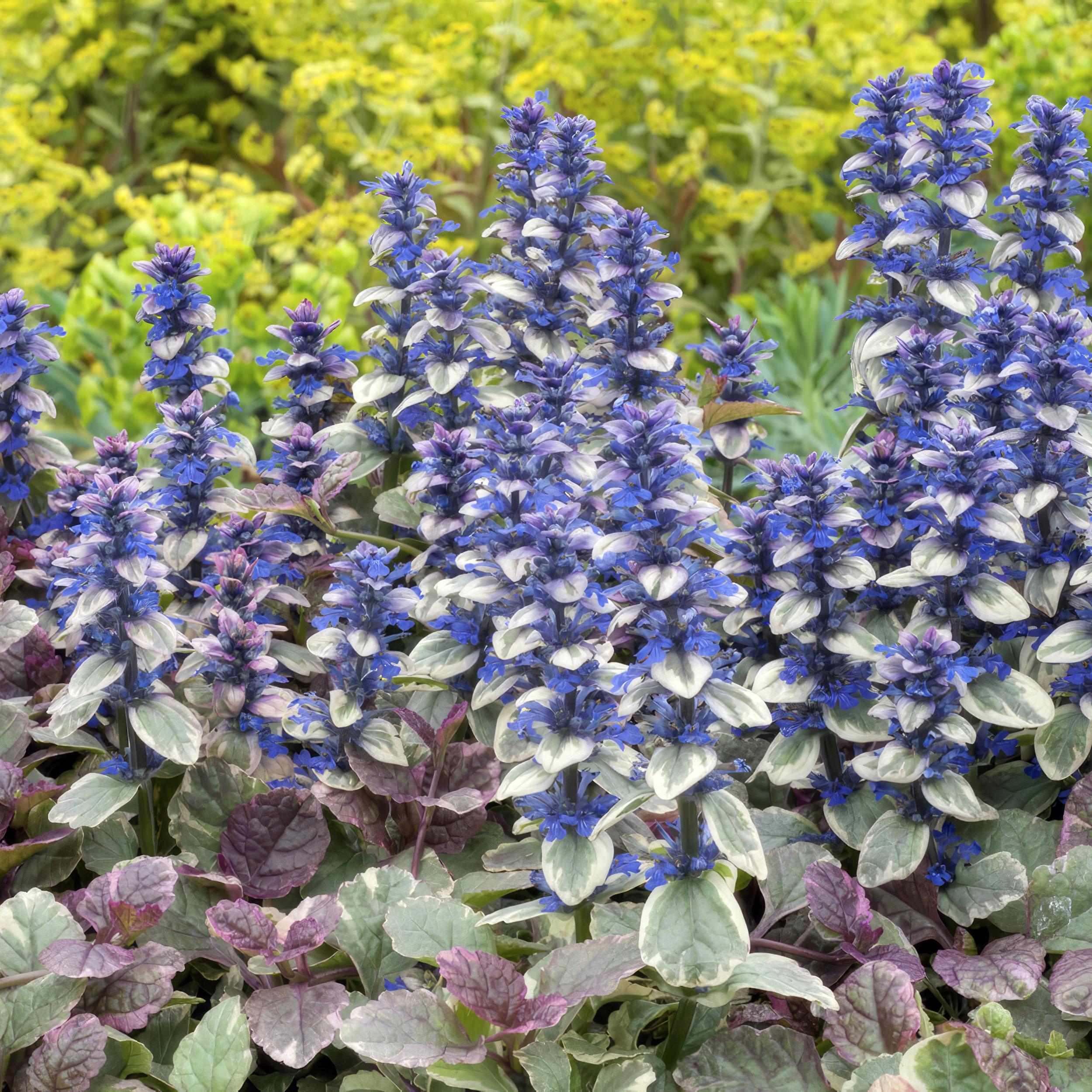 Garden basics 48x Ajuga reptans 'Burgundy Glow' - ↕10-25cm - Ø9cm (50361)