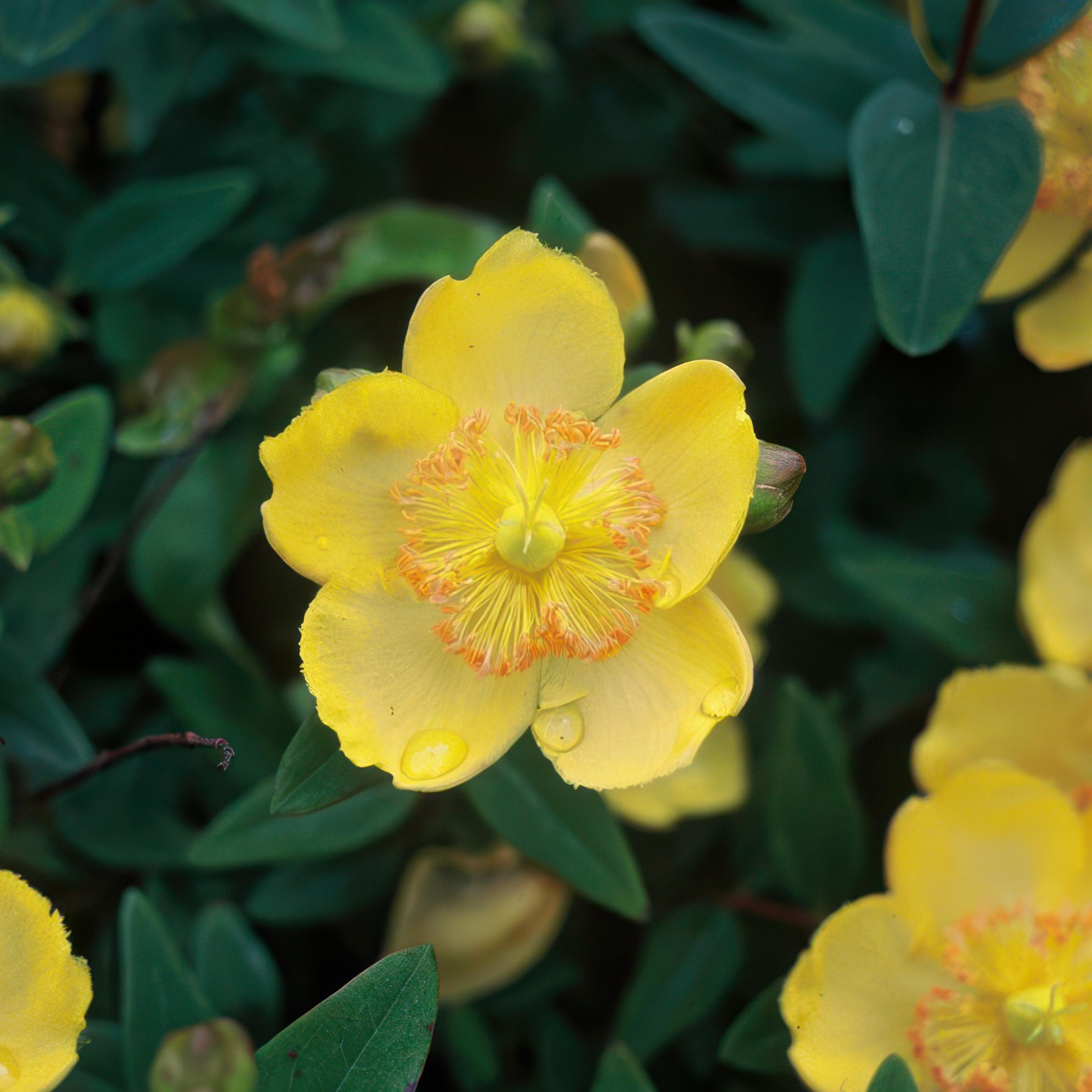 Garden basics 48x Hypericum calycinum - ↕10-25cm - Ø9cm (50329)