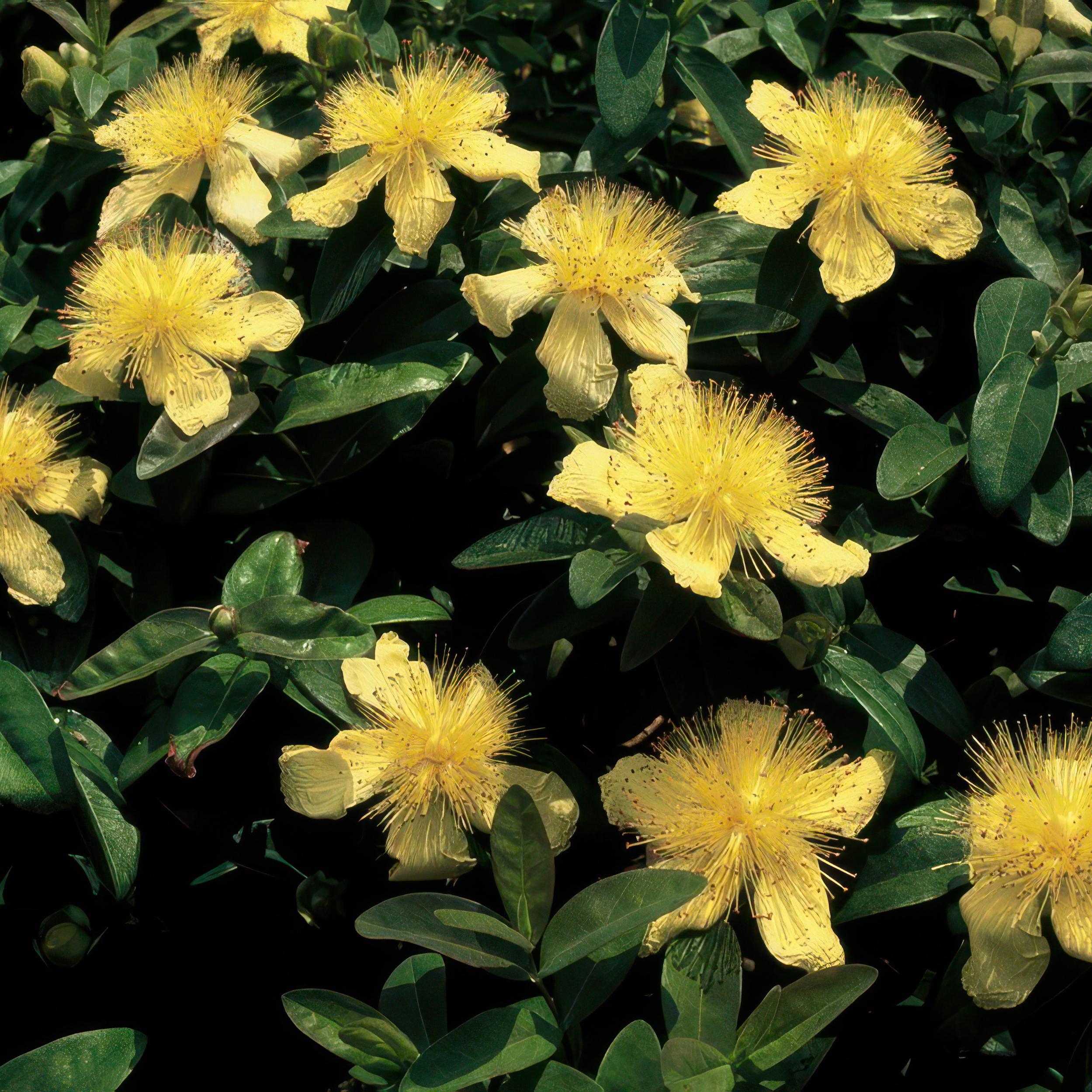 Garden basics 48x Hypericum calycinum - ↕10-25cm - Ø9cm (50329)