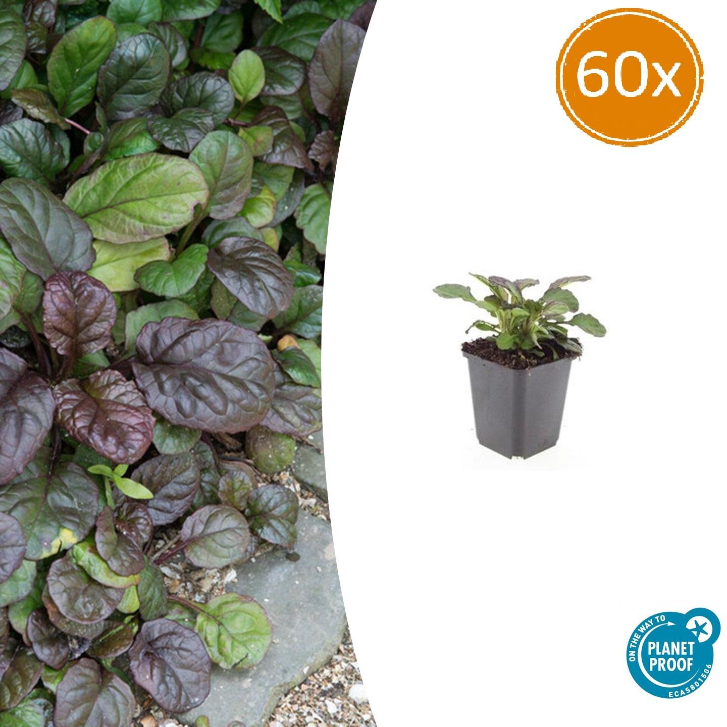 Garden basics 60x Ajuga reptans 'Catlin's Giant' - ↕10-25cm - Ø9cm (47578)