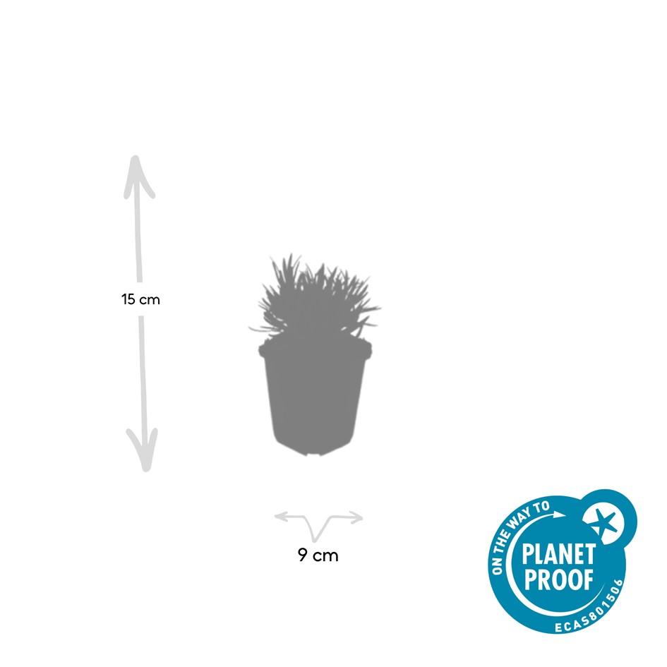 Garden basics 12x Lavandula int. 'Edelweiss' - ↕10-25cm - Ø9cm (47882)