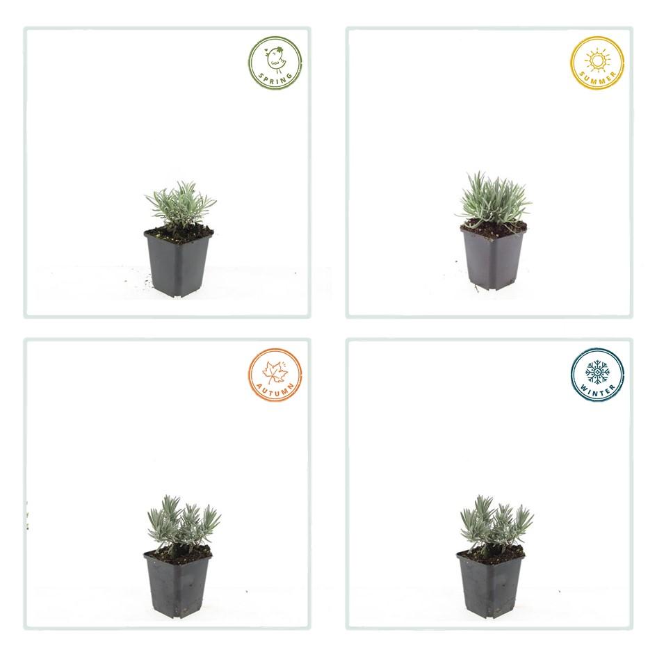 Garden basics 12x Lavandula int. 'Edelweiss' - ↕10-25cm - Ø9cm (47882)