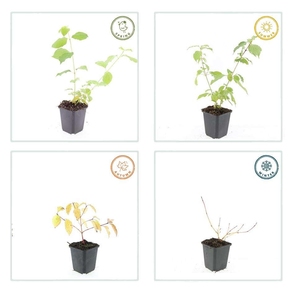 Garden basics 48x Cornus sang. 'Anny's Winter Orange' - ↕10-25cm - Ø9cm (50393)