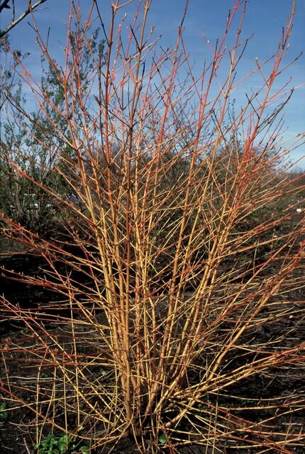Garden basics 48x Cornus sang. 'Anny's Winter Orange' - ↕10-25cm - Ø9cm (50393)
