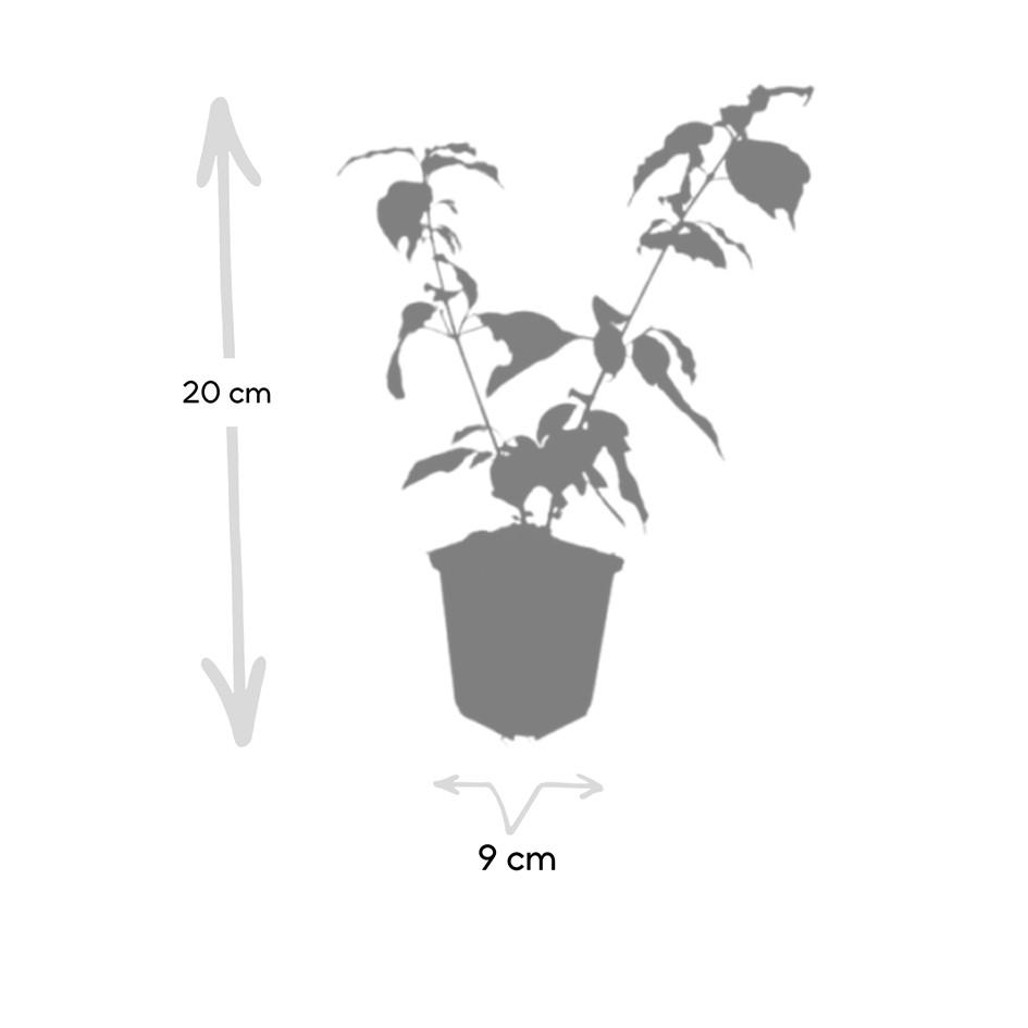 Garden basics 12x Cornus sang. 'Anny's Winter Orange' - ↕10-25cm - Ø9cm (47668)