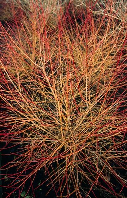 Garden basics 12x Cornus sang. 'Anny's Winter Orange' - ↕10-25cm - Ø9cm (47668)