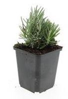Garden basics 48x Lavandula ang. 'Dwarf Blue' - ↕10-25cm - Ø9cm (50459)