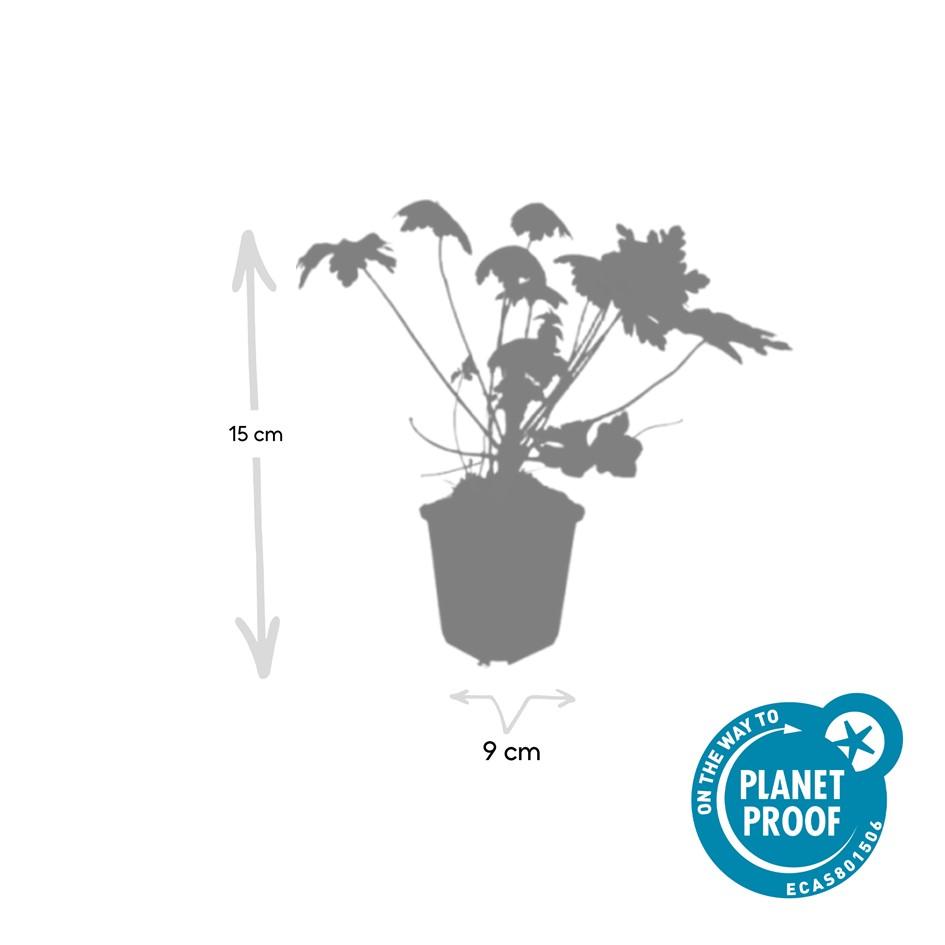 Garden basics 48x Geranium macr. 'Spessart' - ↕10-25cm - Ø9cm (50427)