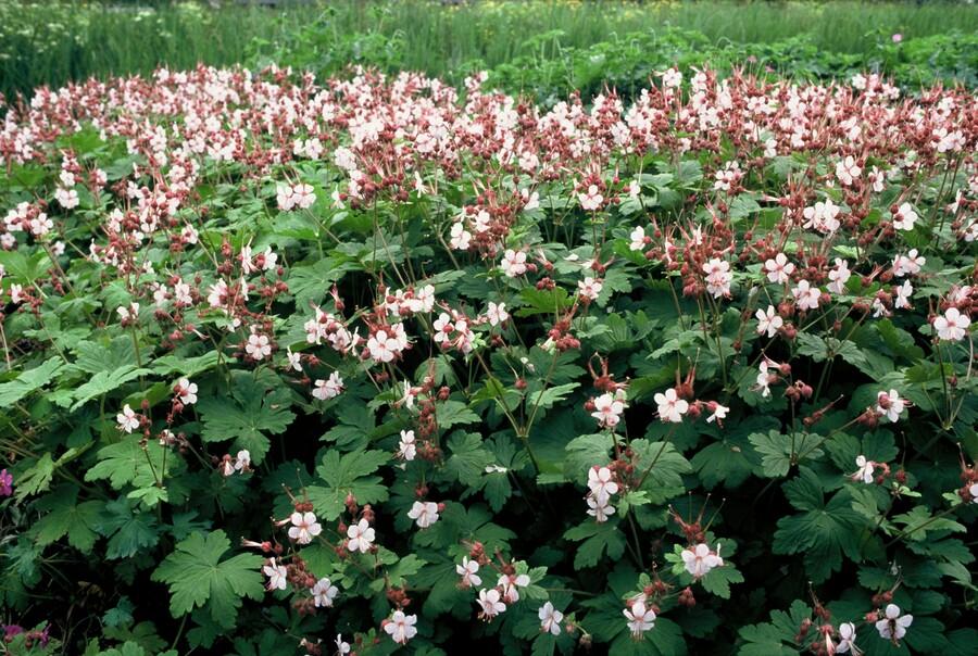 Garden basics 48x Geranium macr. 'Spessart' - ↕10-25cm - Ø9cm (50427)