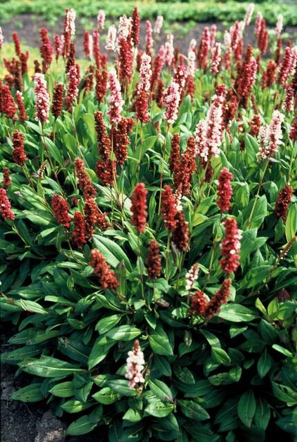 Garden basics 12x Persicaria aff. 'Darjeeling Red' - ↕10-25cm - Ø9cm (47956)