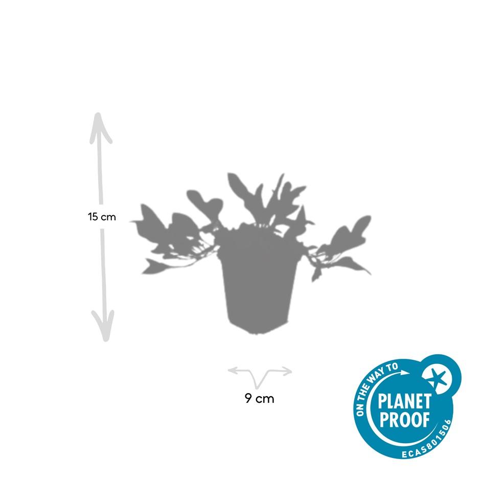 Garden basics 12x Persicaria aff. 'Darjeeling Red' - ↕10-25cm - Ø9cm (47956)