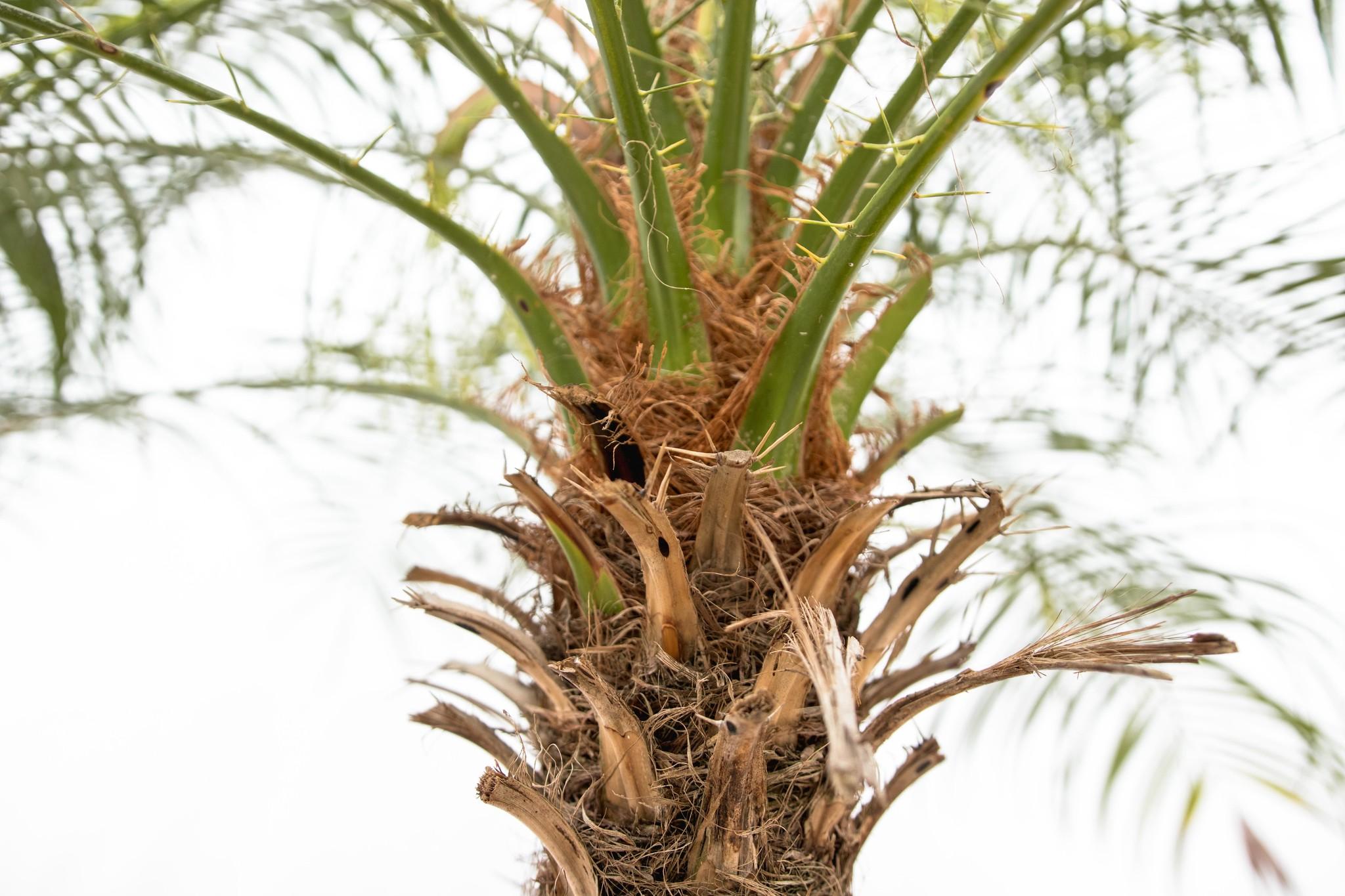 Phoenix Roebelenii op stam - 210cm (14127)