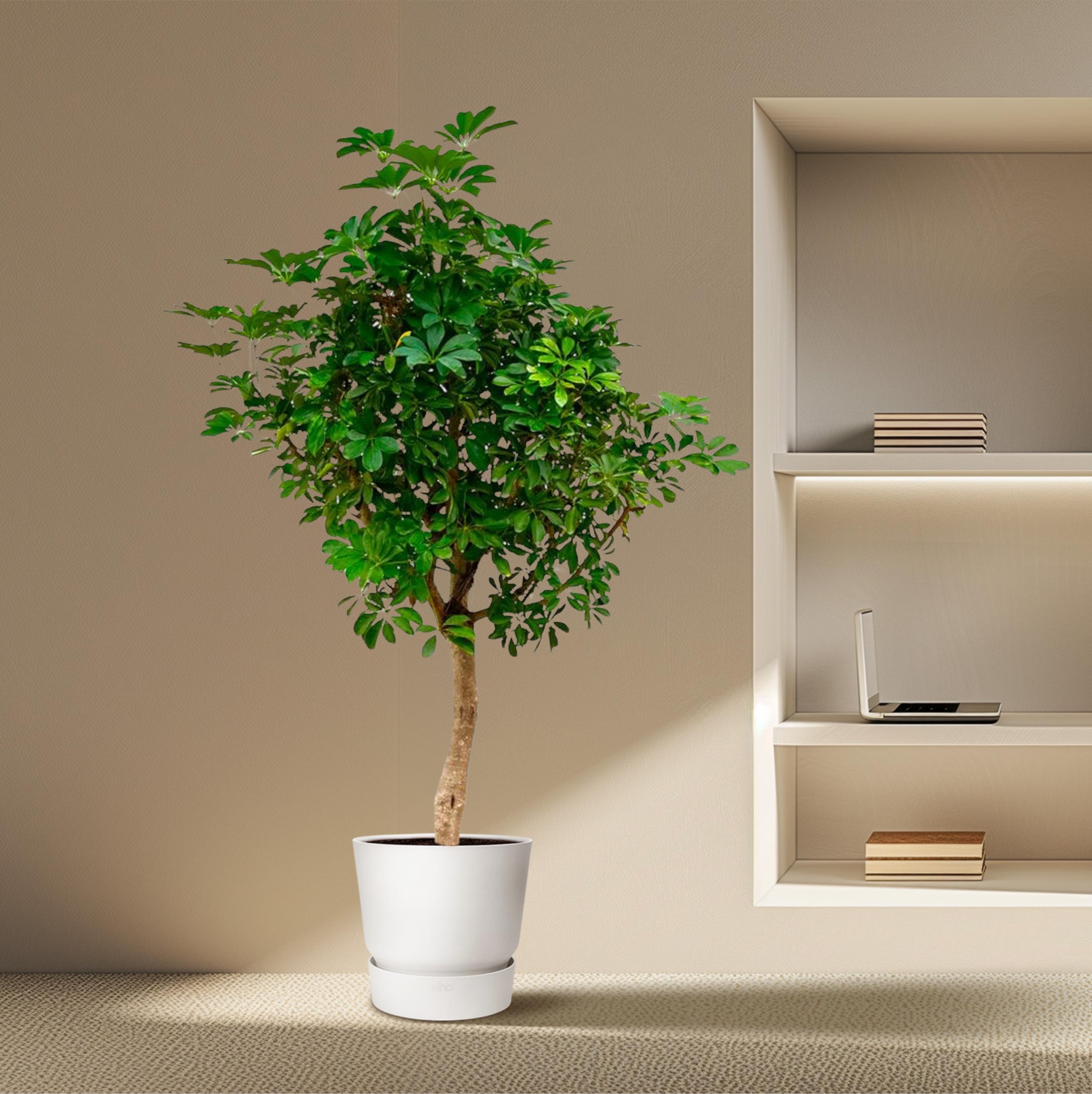 Schefflera op stam - 200cm - ø40 (8721055694014)