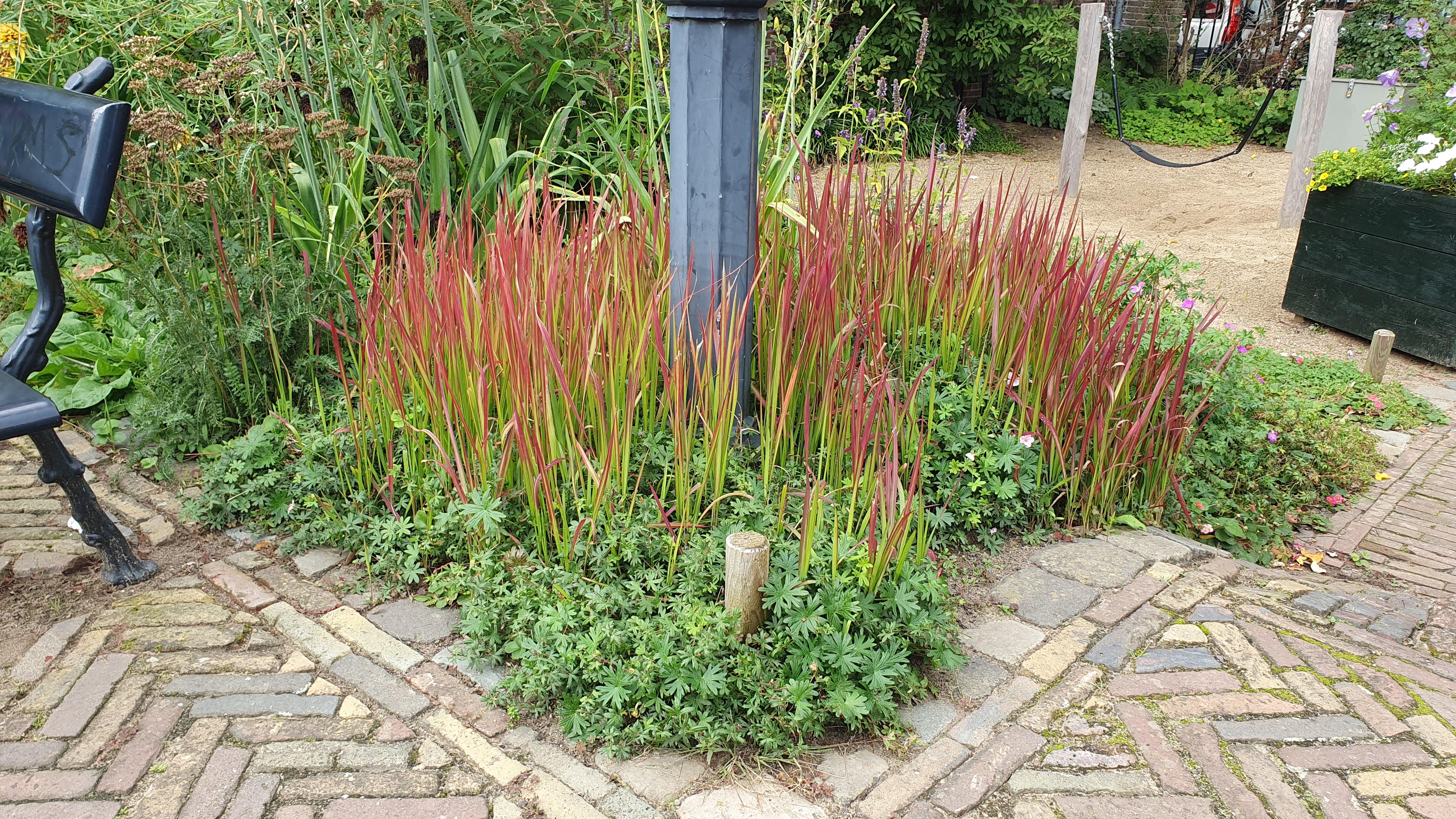 Garden basics 24x Imperata cylindrica 'Red Baron' - ↕10-25cm - Ø9cm (50451)