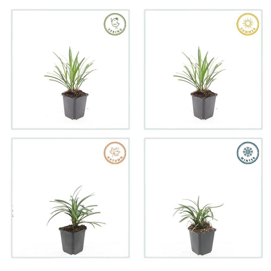 Garden basics 6x Liriope muscari 'Ingwersen' - ↕10-25cm - Ø9cm (47896)