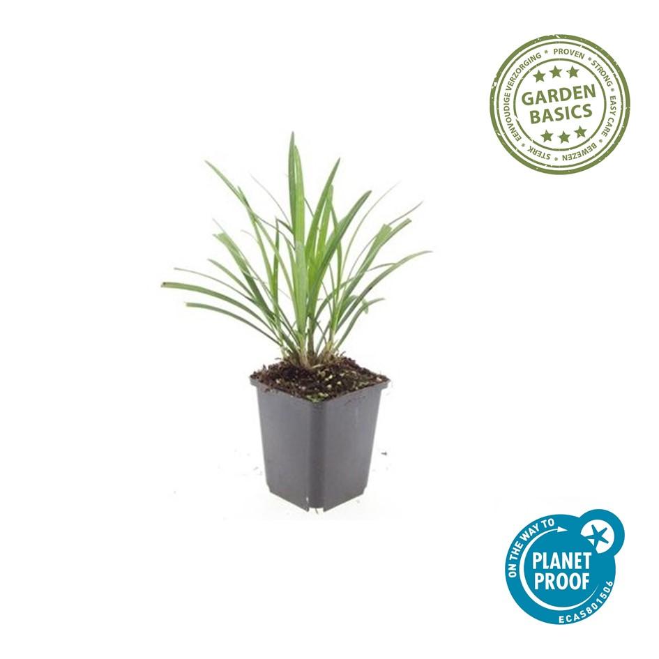 Garden basics 6x Liriope muscari 'Ingwersen' - ↕10-25cm - Ø9cm (47896)