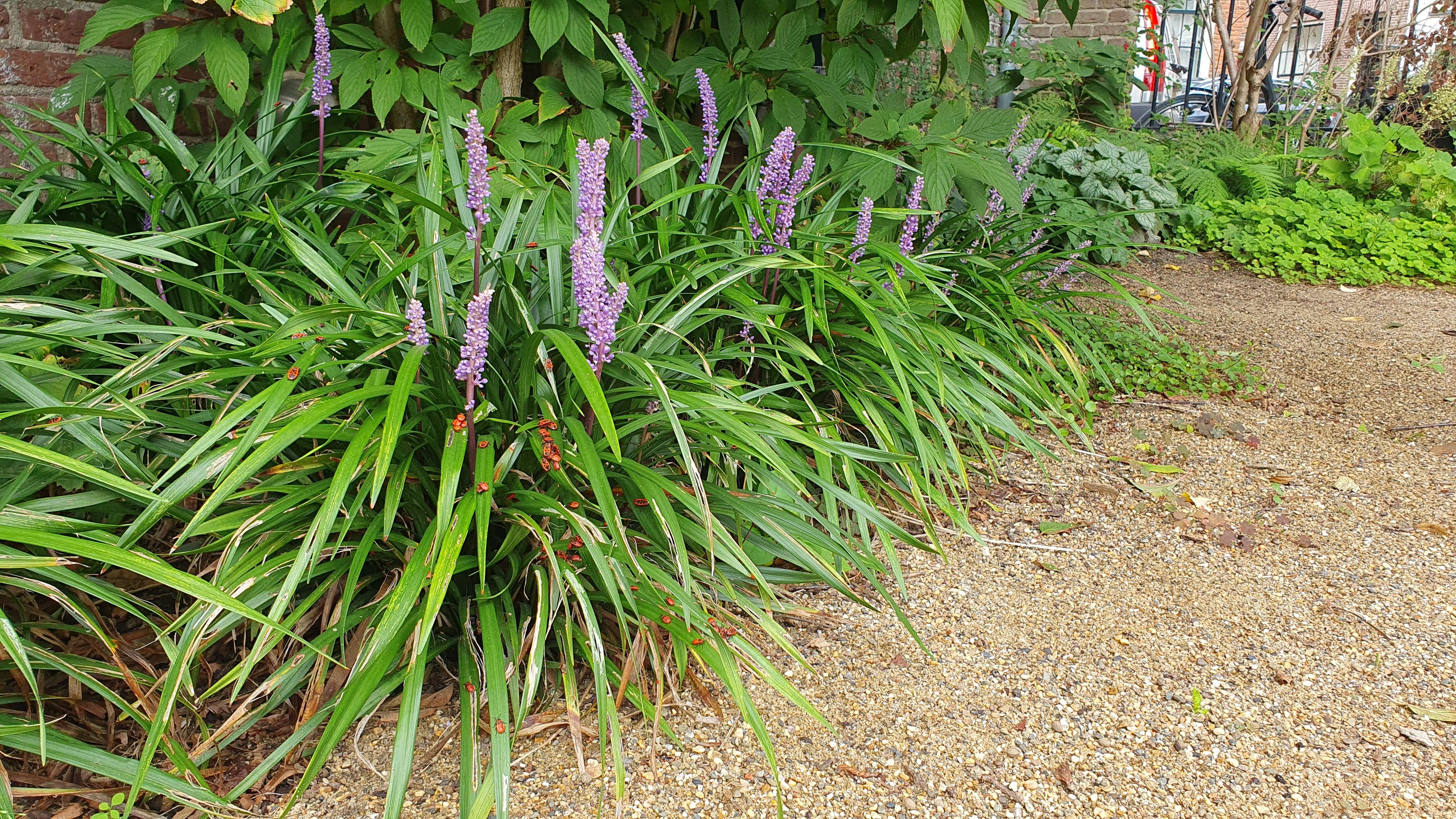 Garden basics 6x Liriope muscari 'Ingwersen' - ↕10-25cm - Ø9cm (47896)