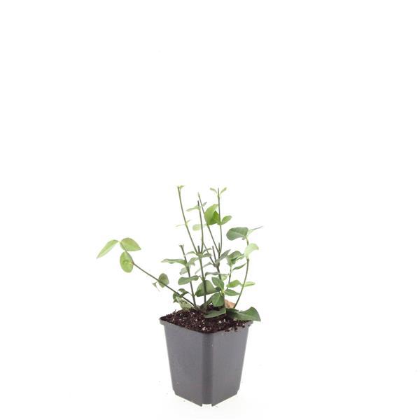 Garden basics 48x Euonymus fort. 'Coloratus' - ↕10-25cm - Ø9cm (50403)