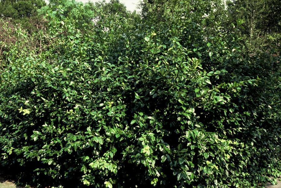 Garden basics 48x Euonymus fort. 'Coloratus' - ↕10-25cm - Ø9cm (50403)