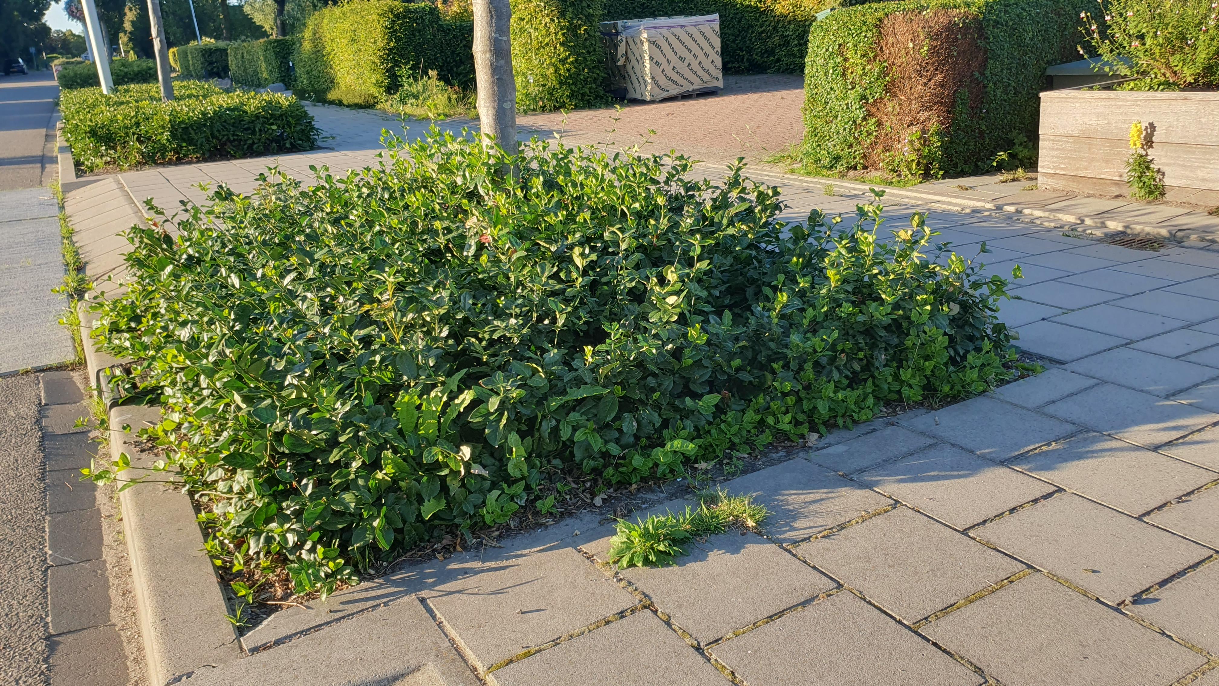 Garden basics 48x Euonymus fort. 'Coloratus' - ↕10-25cm - Ø9cm (50403)