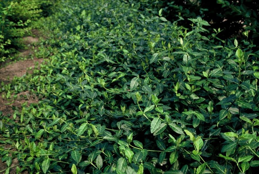 Garden basics 48x Euonymus fort. 'Dart's Blanket' - ↕10-25cm - Ø9cm (50405)