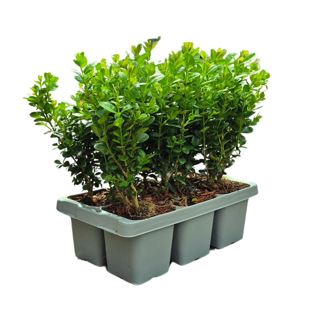 Plants by frank 8 x 6-Pack Buxus NewGen Freedom – Winterharde Groenblijvende Struiken 48 x Ø7 cm | Compacte Buxus (50237)