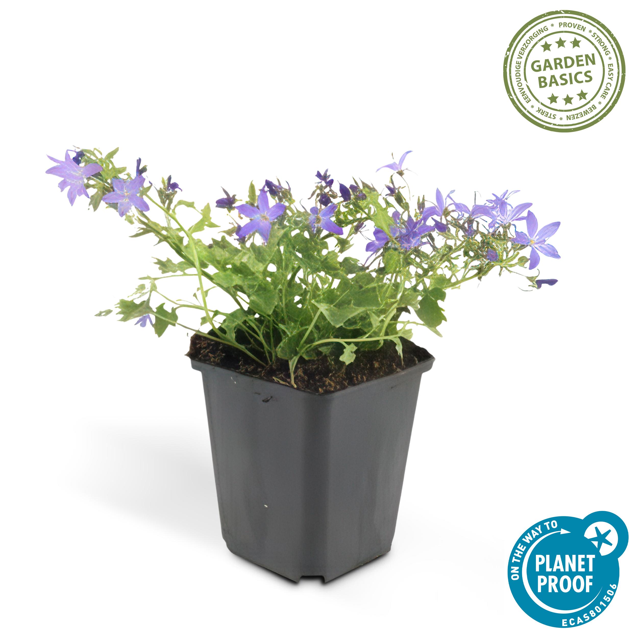 Garden basics 6x Campanula poscharskyana 'Stella' - ↕10-25cm - Ø9cm (47626)
