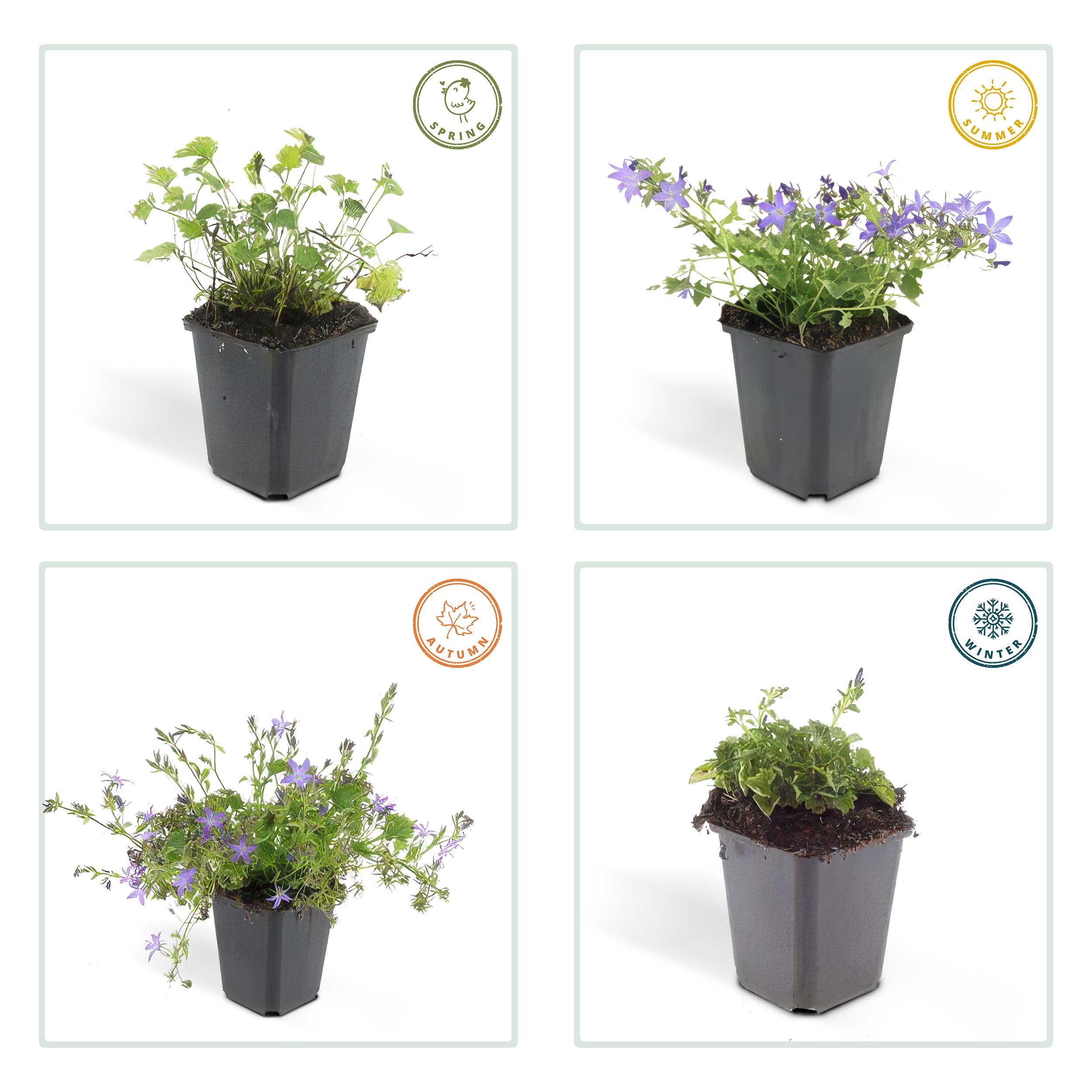 Garden basics 6x Campanula poscharskyana 'Stella' - ↕10-25cm - Ø9cm (47626)