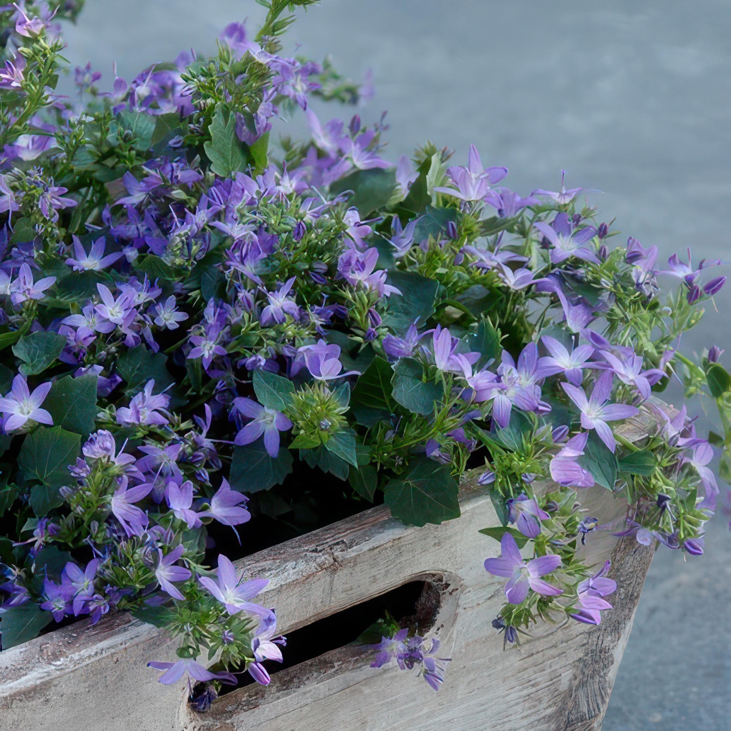 Garden basics 6x Campanula poscharskyana 'Stella' - ↕10-25cm - Ø9cm (47626)