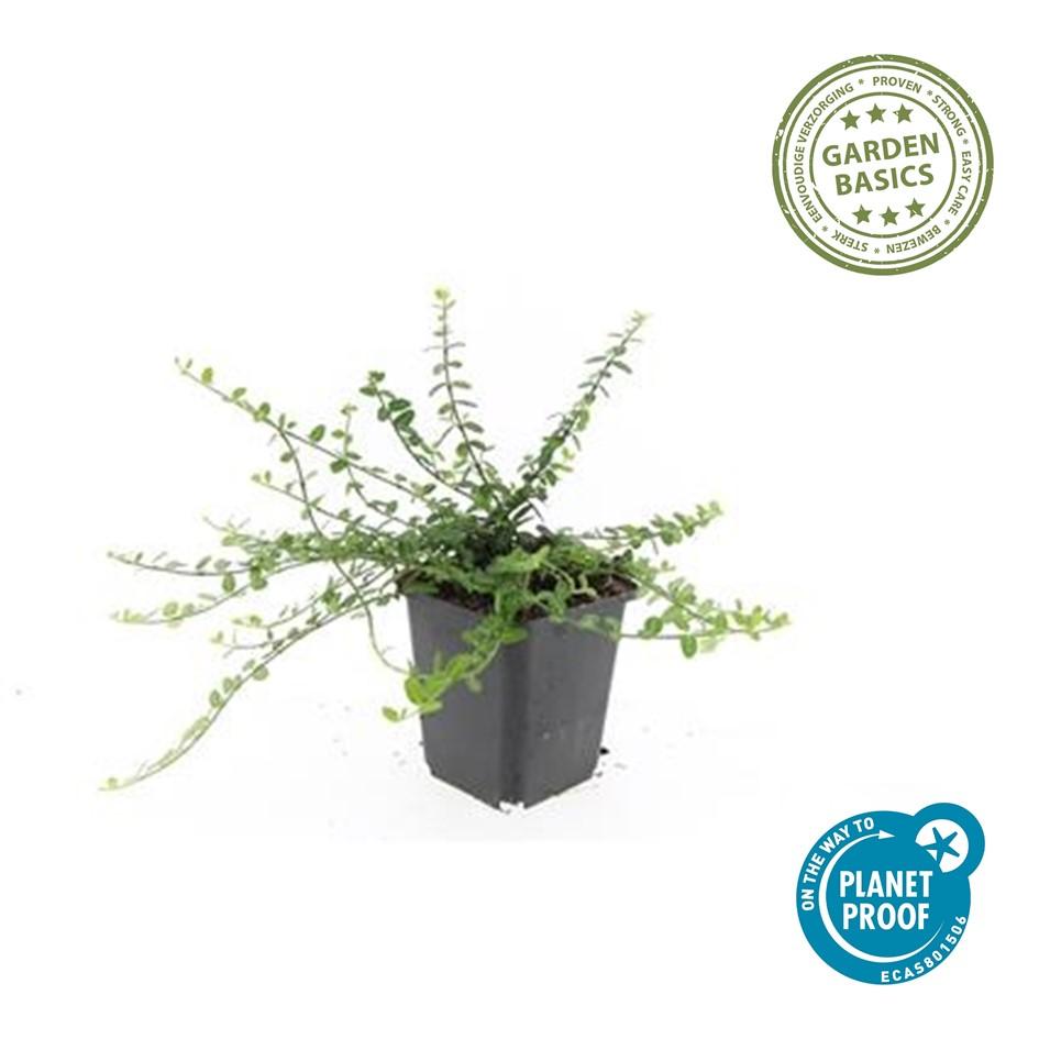 Garden basics 48x Euonymus fort. 'Minimus' - ↕10-25cm - Ø9cm (50409)