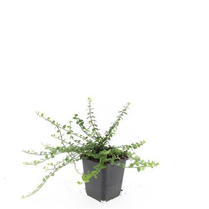 Garden basics 48x Euonymus fort. 'Minimus' - ↕10-25cm - Ø9cm (50409)