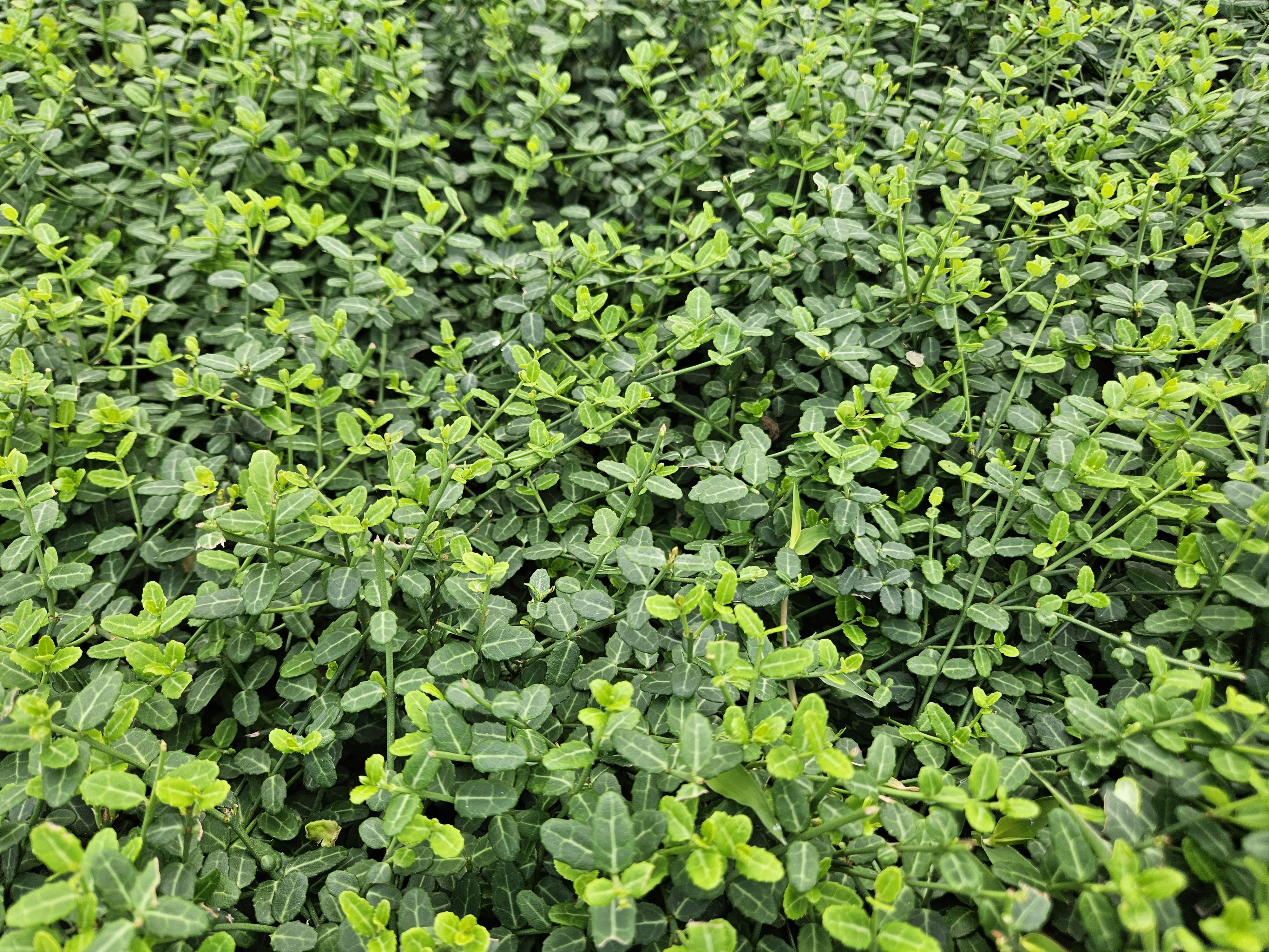 Garden basics 48x Euonymus fort. 'Minimus' - ↕10-25cm - Ø9cm (50409)