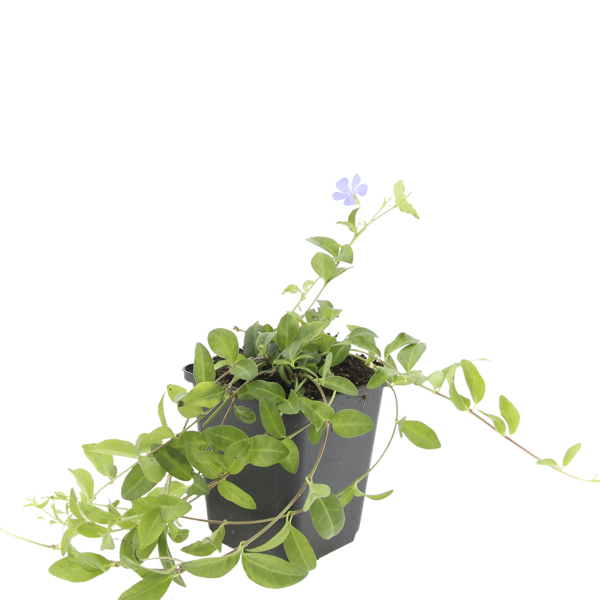 Garden basics 48x Vinca minor - ↕10-25cm - Ø9cm (50349)