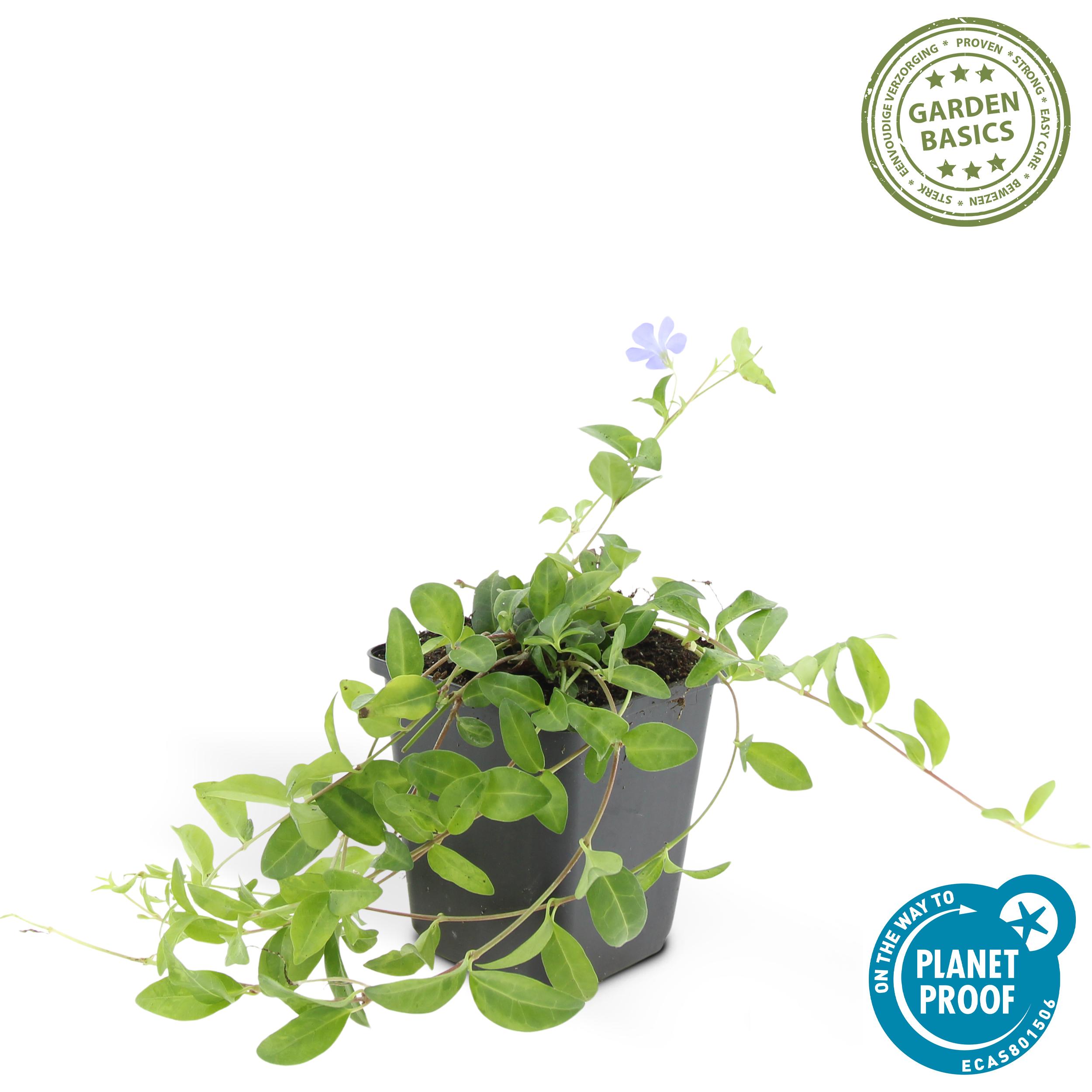 Garden basics 48x Vinca minor - ↕10-25cm - Ø9cm (50349)