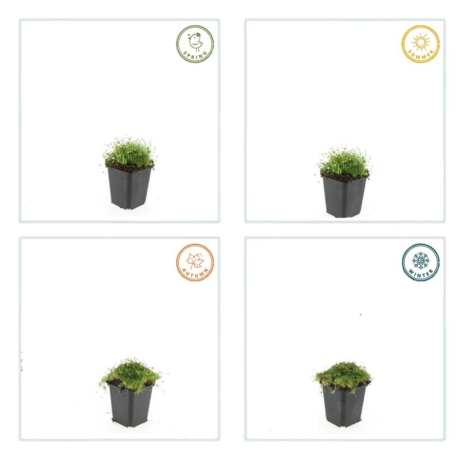 Garden basics 12x Sagina subulata - ↕10-25cm - Ø9cm (47981)
