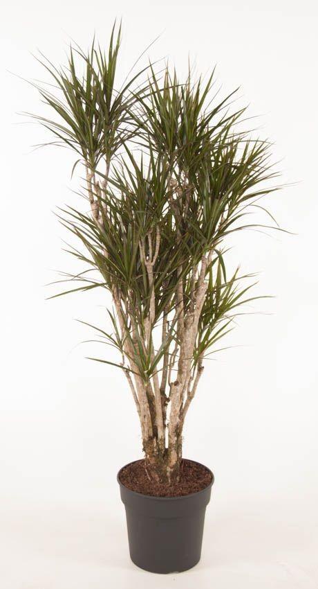 Dracaena Marginata vertakt (14456)