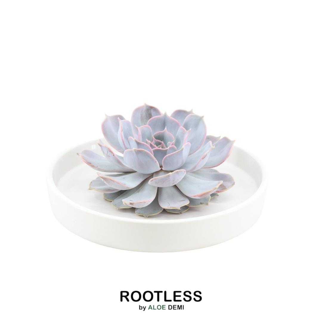 Rootless by aloe demi ROOTLESS Succulent Echeveria Lilacina in schaal 'wit' Ø20 cm (8721001420193)