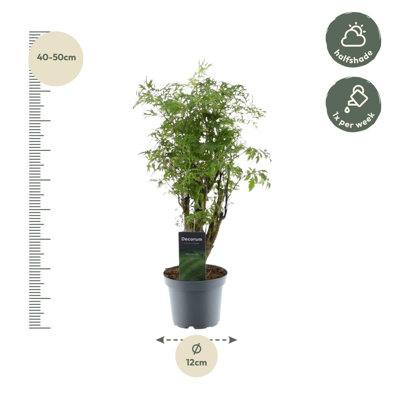 Polyscias Hawaiiana Ming - 45 cm - ø12 (8721081685222)